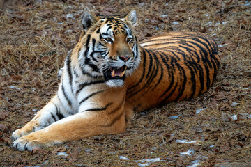 tiger in the zoo
