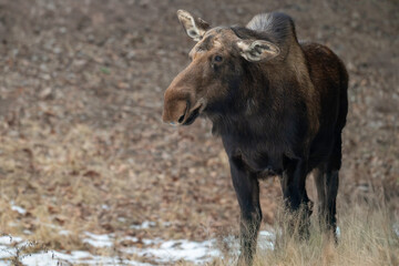 female moose in the woods