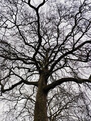 the bald branches of a tree standing majesticly infront of a cloudy sky. The picture showcases the characteristics of the cold winter.