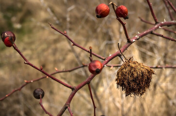 Rosa villosa, common names: Apple RoseShaggy Rose. Previously known as Rosa involuta. Apple Rose is a deciduous, perennial, dense, flowering shrub that is native to Europe.