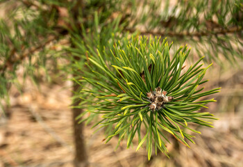 Pinus mugo, known as dwarf mountain pine, mountain pine, scrub mountain pine, Swiss mountain pine, bog pine, creeping pine, or mugo pine, is a species of conifer, native to high elevation habitats fro
