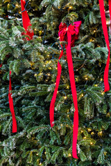 Fir tree decorated with red bows and lights.