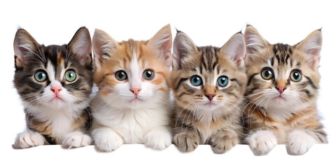 two kittens isolated on white background