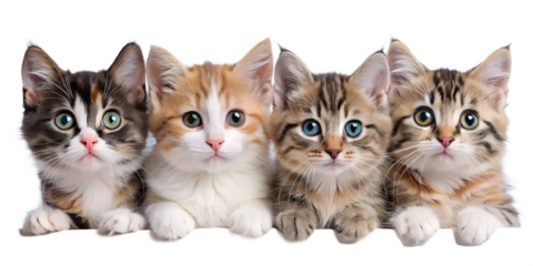 two kittens isolated on white background