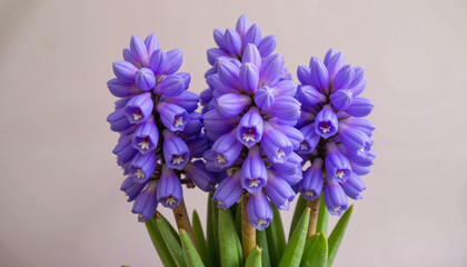 Fototapeta premium Vibrant purple hyacinth blossoms against a neutral backdrop, floral beauty