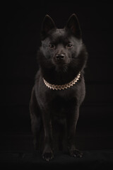 Magnificent black dog