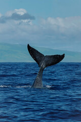 humpback whale tail