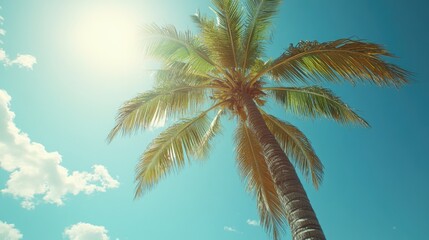 Palm Tree Silhouette