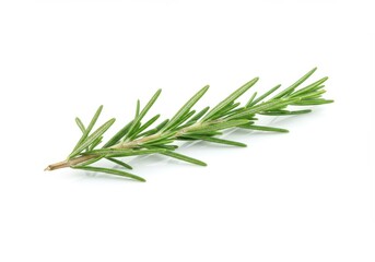 Fototapeta premium A single sprig of fresh green rosemary with needle like leaves isolated on white background