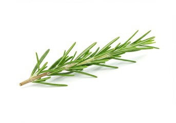 Fototapeta premium A single sprig of fresh green rosemary with needle like leaves isolated on white background