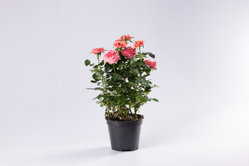 Pink roses in a black vase against a white background, offering a soft, romantic contrast that enhances freshness and elegance, ideal for chic and modern interior decorations.