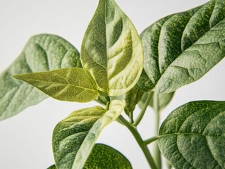 Close-up of green leafed plant