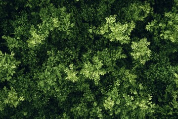 Obraz premium Lush green foliage wall texture background
