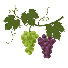 Grapevine with Hanging Clusters of Grapes