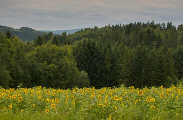 Słoneczniki © Stefan