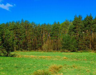 Idyllic green meadow in Northern Poland. Kashubia.