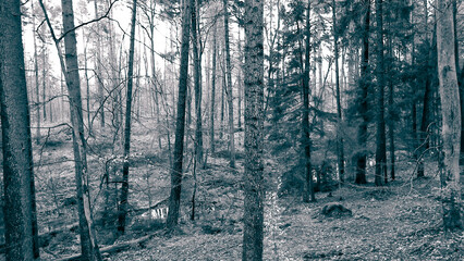 Naklejka premium The forest awakens again after the winter break.