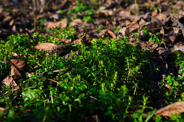 Green weeds and yellow leaves