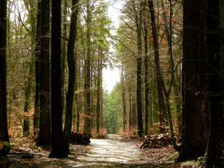 Fototapeta premium Springtime, forest awakens again after the winter break.