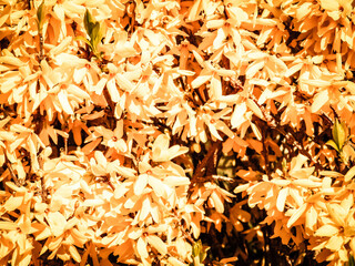 Yellow Forsythia flowers as nature background.
