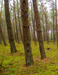 Landscape of pine forest, northern Poland.