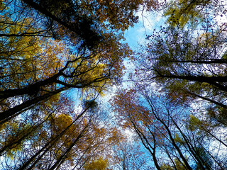 Forest, autumnal trees against blue sky nature background.