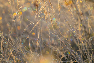 Morning dew, hoarfrost on grass with sunlight causing a colorful abstract bokeh full of sunbeams