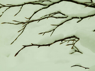 Nature background - white snow on branches.