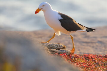 pacific gull