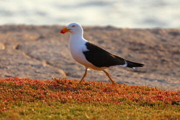 pacific gull