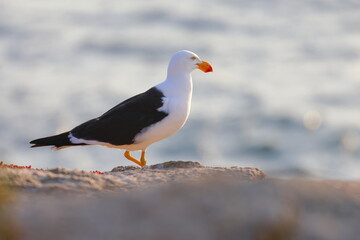 Obraz premium pacific gull