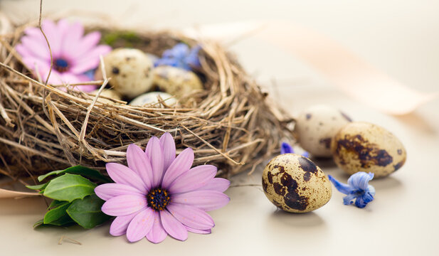 Easter eggs and spring flowers in nest  on beige background. Beautiful quail eggs in a real birds nest decorated with flowers. Spring Holidays border art design