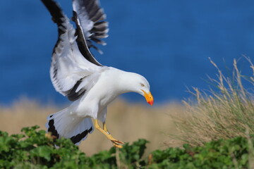 pacific gull