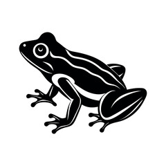 frog on white background