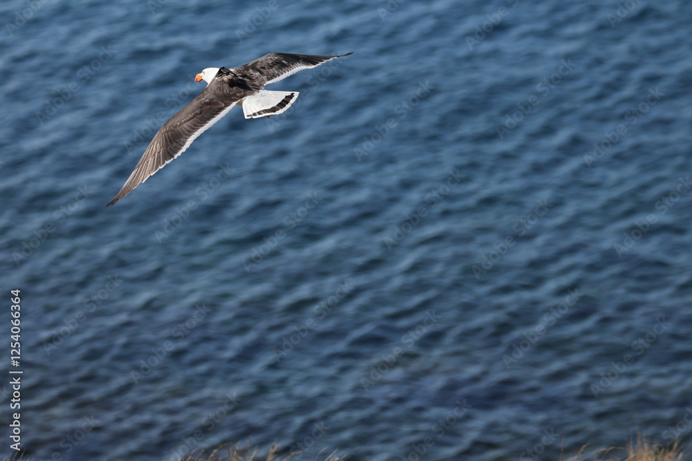 Wall mural pacific gull