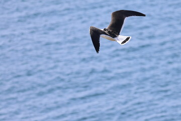 pacific gull
