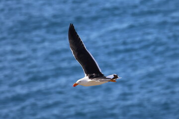 pacific gull