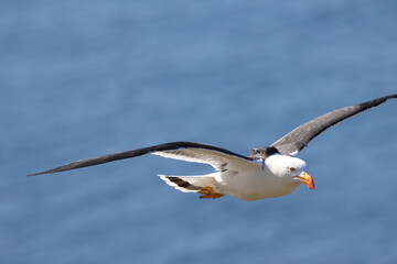 pacific gull