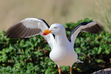 pacific gull