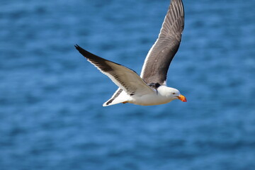 pacific gull