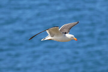 pacific gull