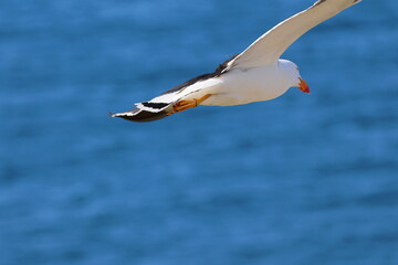 pacific gull