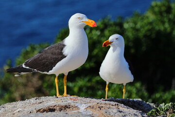 pacific gull