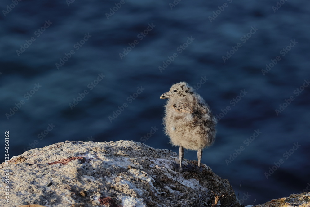 Canvas Prints pacific gull