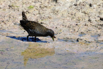 crake