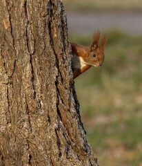 squirrel on a tree