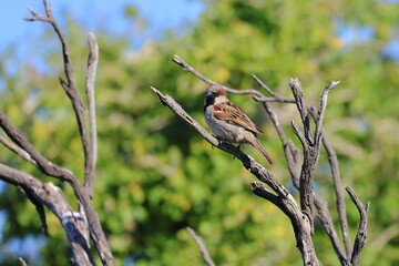 garden bird
