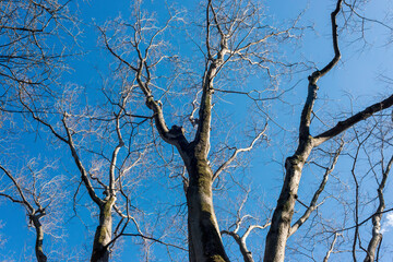 落葉した冬のケヤキと青空