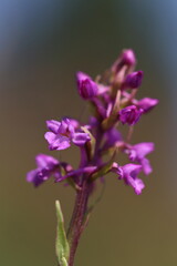 Obraz premium flower