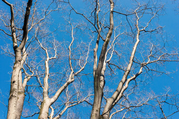 落葉した冬のケヤキと青空